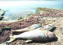 En las orillas del lago aparecen peces muertos