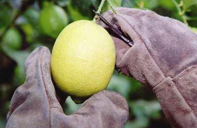 Las heladas golpearon la producción local