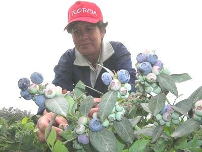 El arándano y otras plantaciones producen mayor trabajo