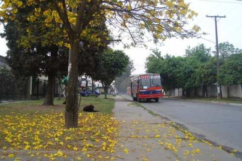 Lapachos en flor