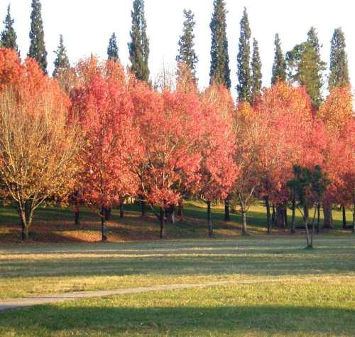 Los parques siguen siendo una necesidad