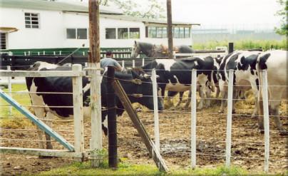 Si las vacas comen poco, producen poco    