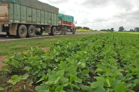 se planta soja hasta en las banquinas       