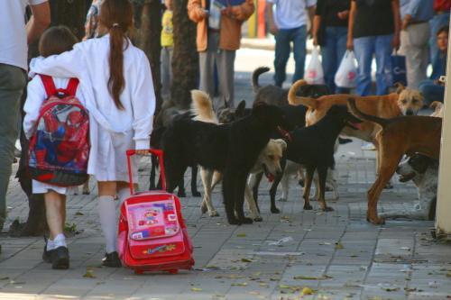 Los perros abundan en las calles     