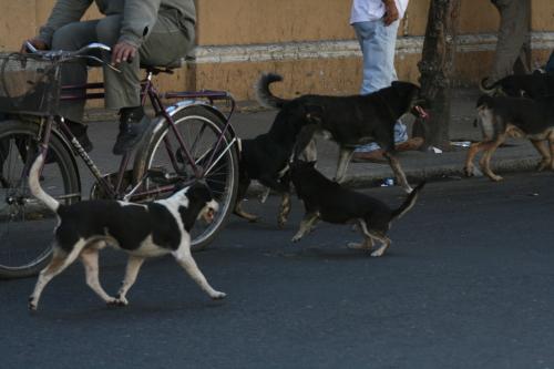 Crecen los ataques de perros