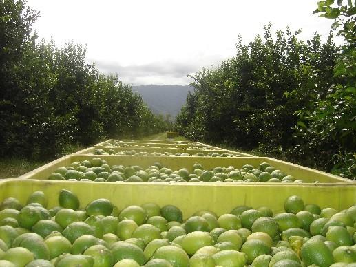 La calidad del limón tucumano es reconocida     