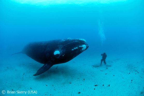 Fotografía de Brian Skerry