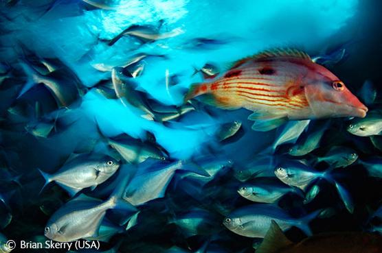 Fotografía de Brian Skerry