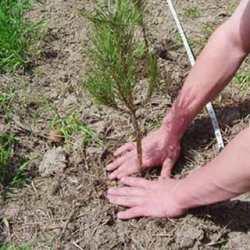 Se plantarán árboles en la Capital     