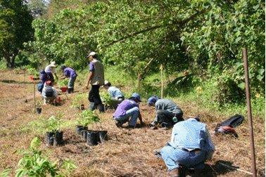 Algunas plantas contaminan