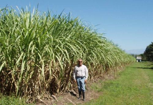 Industriales pronostican zafra record