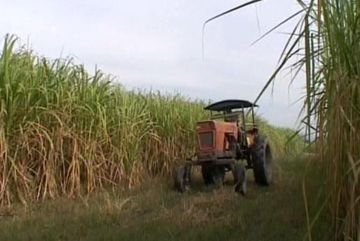 La producción de biocombustible estará garantizada en el 2011