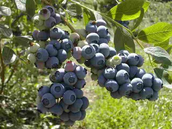 Tucumán es zona privilegiada para el cultivo de arándano y frutilla.