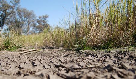 Las heladas afectan el cultivo de caña