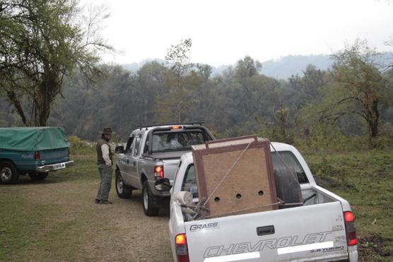 Camioneta que transpotaba al ocelote