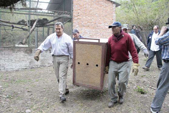 Transportando al animal a la libertad