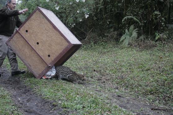 El ocelote volvió a su habitat