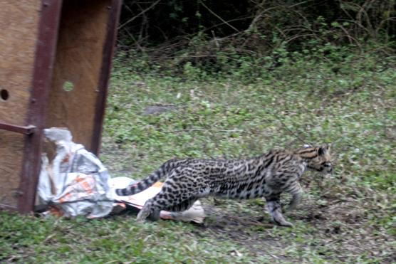 El ocelote volvió a la selva