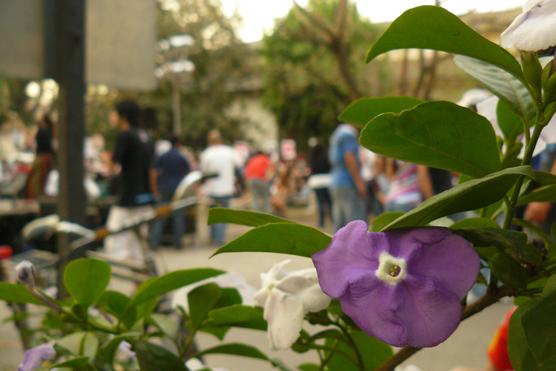 La primavera llegó, las flores en su esplendor decoran la ciudad