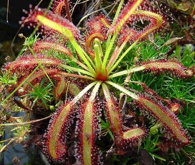 Ejemplar de una Drosera Capensis