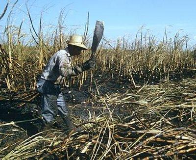 Los cañeros solo cobrarán $250 por mes