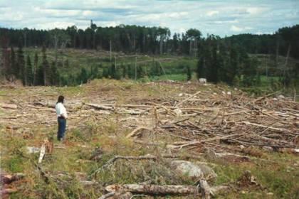 Deforestación descontrolada y un impacto negativo