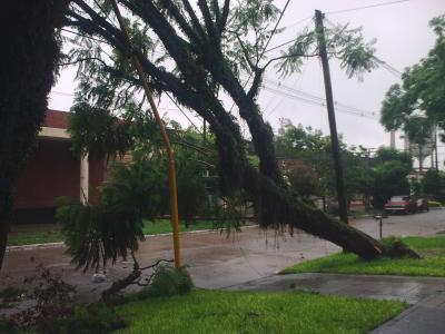 Un árbol vencido por el viento en calle Serrano   