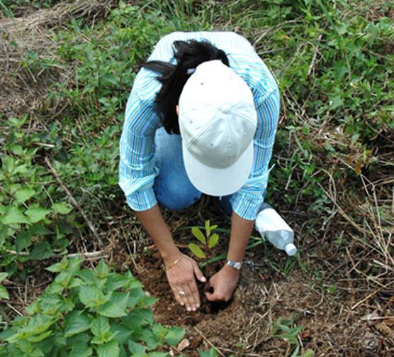 Atractivos planes de reforestación   