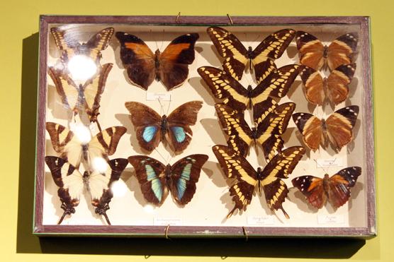 Hay un gran número de mariposas de muchos coleres y tamaños