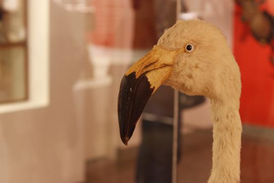 Aves disecadas también encontrará