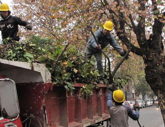 Trabajos en árboles de la ciudad