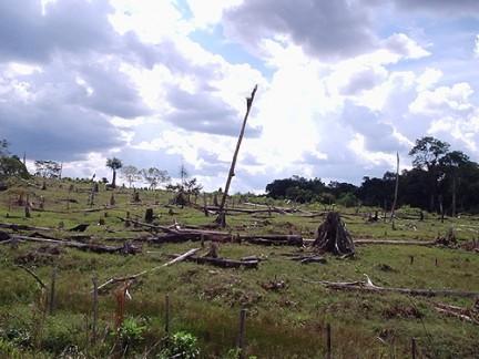 El crimen ecológico avanza en la región   