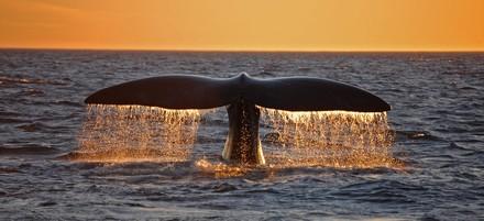 Ballena franca