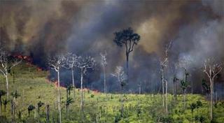 Continúa la quema de bosques en Bolivia