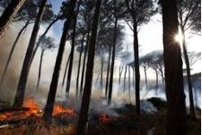 La destrucción de bosques en la mira