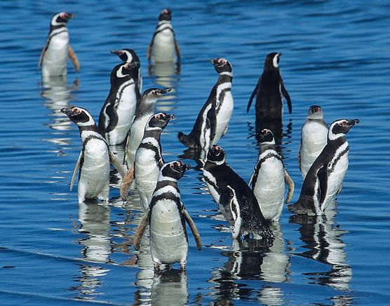 El cambio climático amenaza la pingüinera