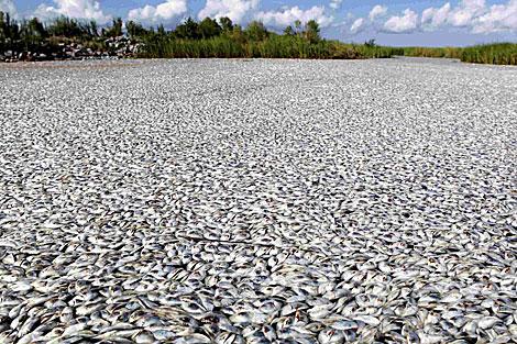 Miles de peces muertos.Plaquemines Parish. | Reuters