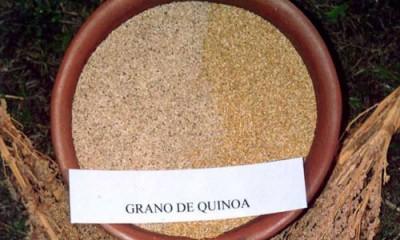 La quinua es un cultivo que no contiene gluten y posee un alto contenido en proteínas, calcio, fósforo y hierro.