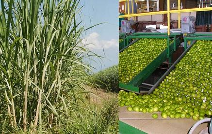 Caña y citrus principales actividades económicas de Tucumán