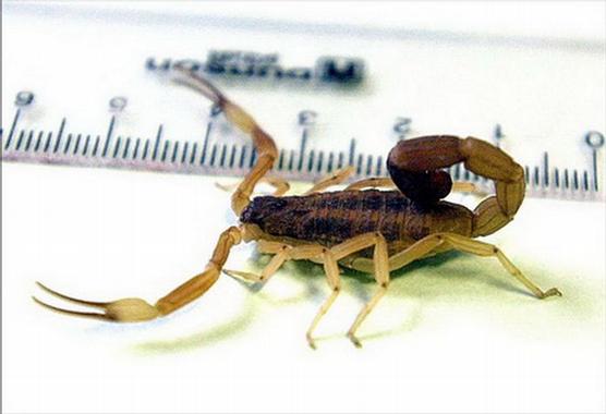 La especieTityus Trivittatus es la más venenosa