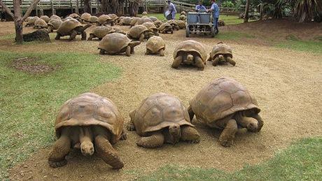 Aldabra cuenta con la mayor población de tortugas gigantes en el mundo.