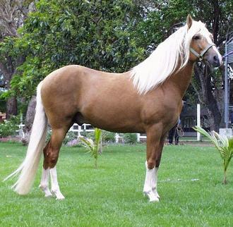 Hermoso ejemplar de caballo peruano