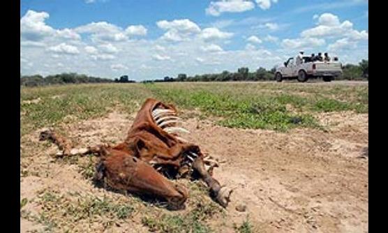 Los animales muertos al costado de la ruta son frecuentes