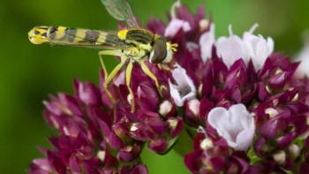 La vida depende de las plantas, señalan los botánicos del Jardín Botánico Real de Kew.