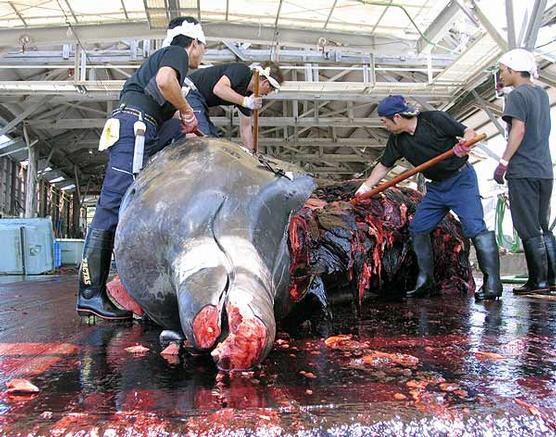 Ballenas y sus crías masacradas por japoneses