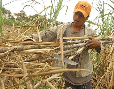 Créditos para pequeños y medianos productores cañeros