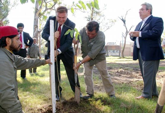 Amaya planta árbol