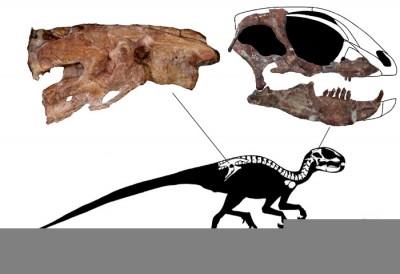 Los restos fósiles de la especie Manidens condorensis hallados en Chubut.