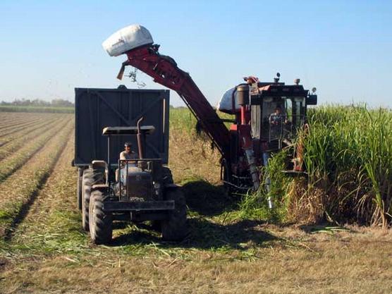 Se entregarán fondos para el fortalecimiento de las capacidades de comercialización de la caña de azúcar