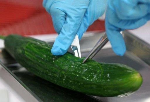 Un biólogo corta un pepino en Rostock, Alemania